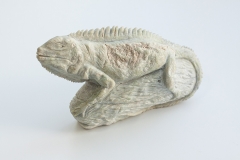 Iguana
